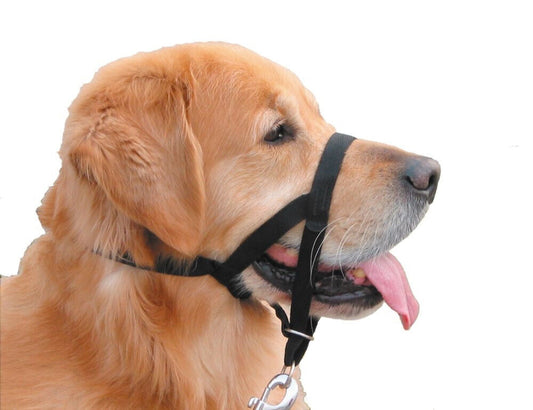 Nobby  Easy Leader Halfter Erziehung Ausbildung Hund schwarz  Gr. 2