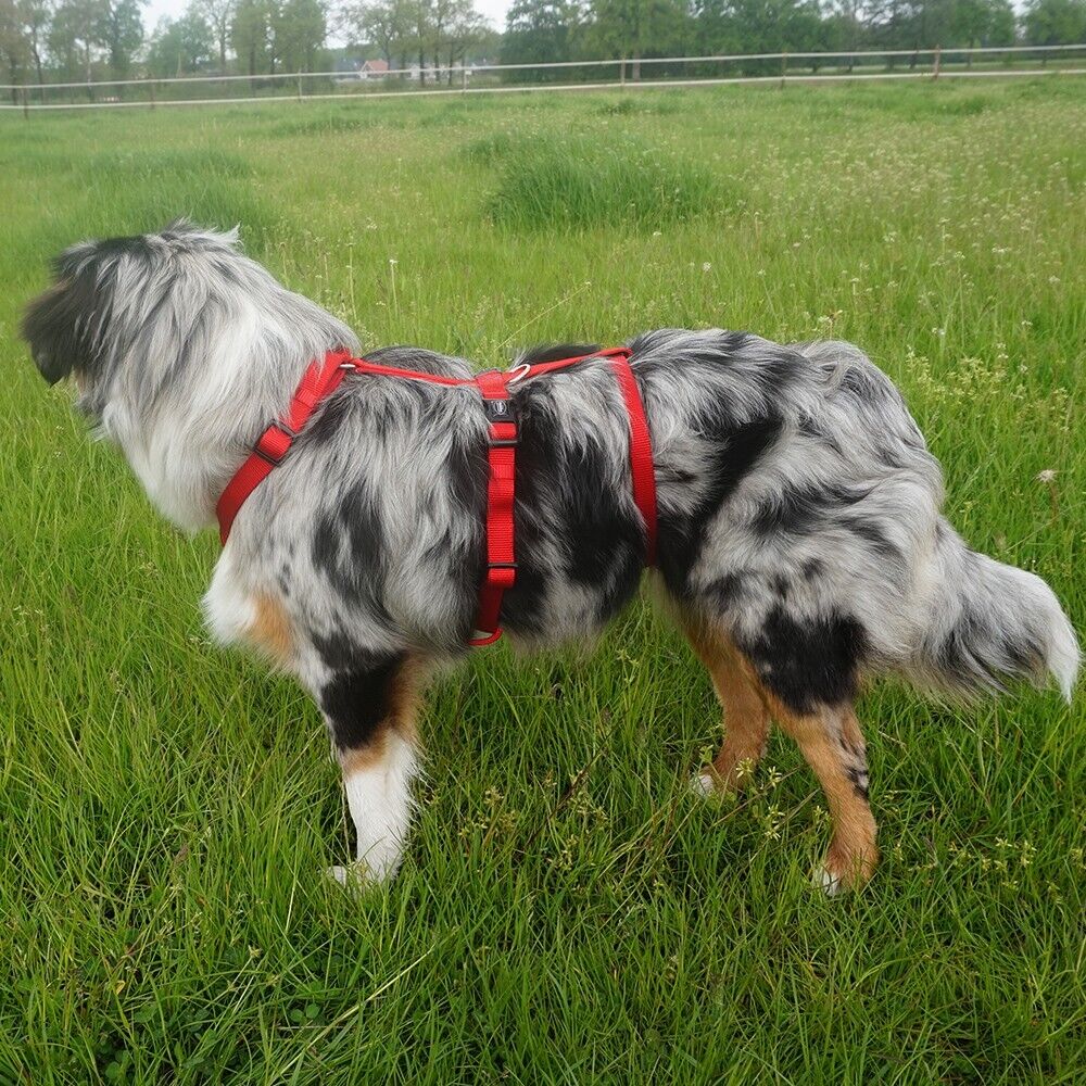 Nobby Sicherheitsgeschirr TURVA - Nylon Neopren - Panikgeschirr Hundegeschirr