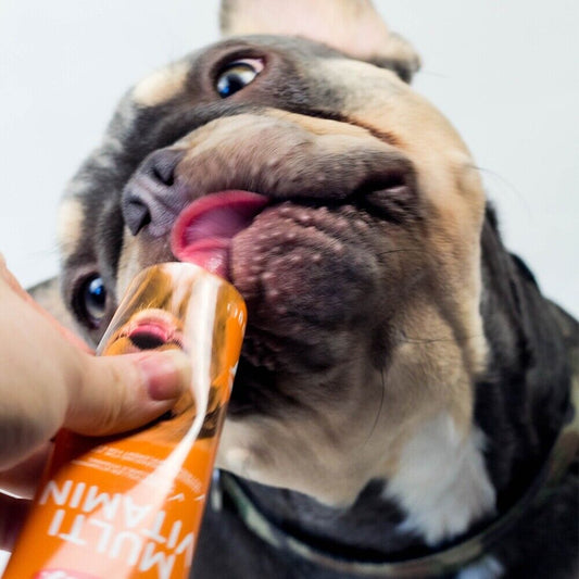 Nobby Multi Vitamin Paste Hund 100g Nahrungsergänzung Senior Snack Leckerlie