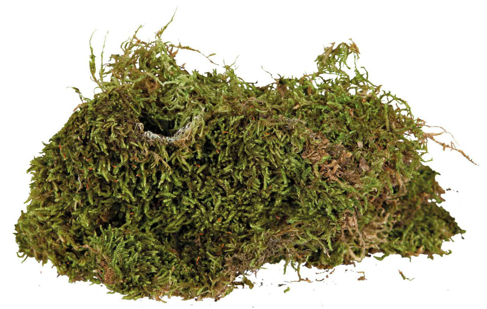 Trixie Terrarien Moos 200 g Terrariensubstrat Feuchtterrarien Reptilien