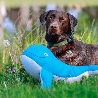 Nobby Hundespielzeug FLOATING schwimmt quietscht Wasserspielzeug Spielzeug Hund