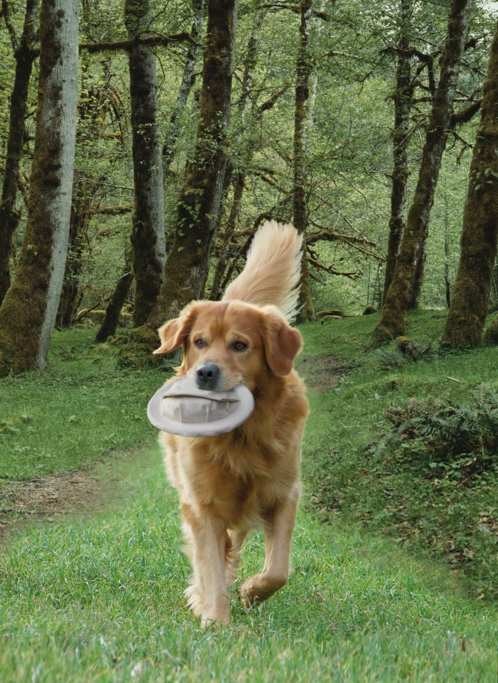 Nobby Flybee Dummy und Wurfscheibe schwimmt Preydummy Frisbee Disc Snack Hund