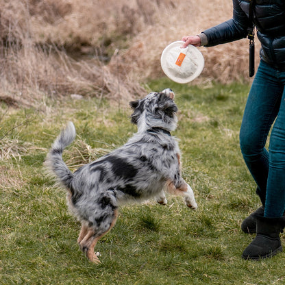 Nobby Flybee Dummy und Wurfscheibe schwimmt Preydummy Frisbee Disc Snack Hund