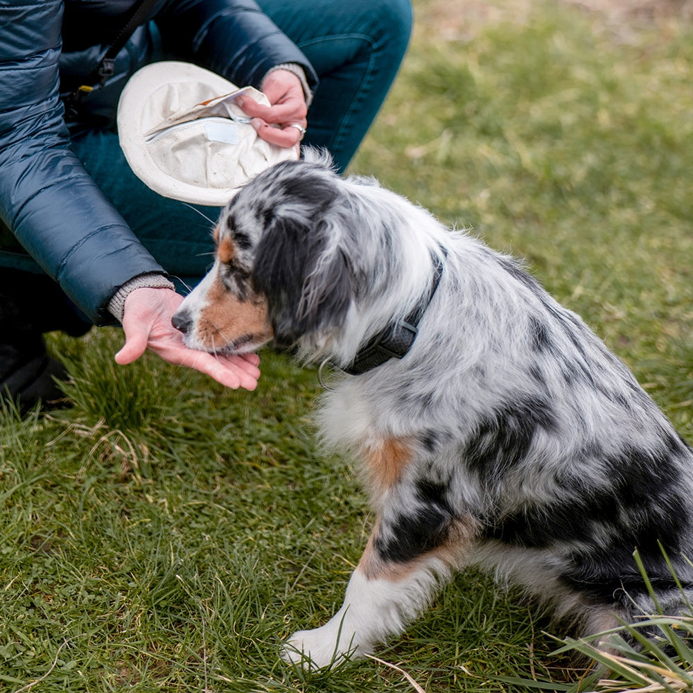 Nobby Flybee Dummy und Wurfscheibe schwimmt Preydummy Frisbee Disc Snack Hund