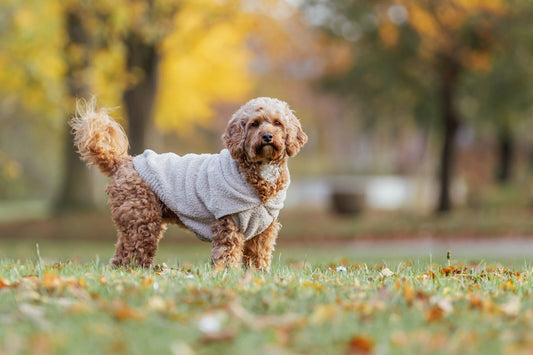 Trixie Hoodie Pullover Carson sand für Hunde Dog diverse Größen